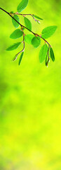 Spring background, vertical banner - view of the beech leaves on the branch in the forest on a...