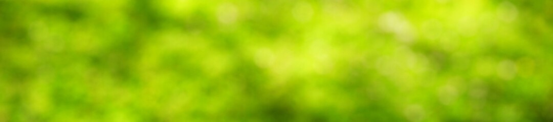 Abstract green blurred natural background, horizontal banner - view of the green foliage in the forest on a sunny day with space for text