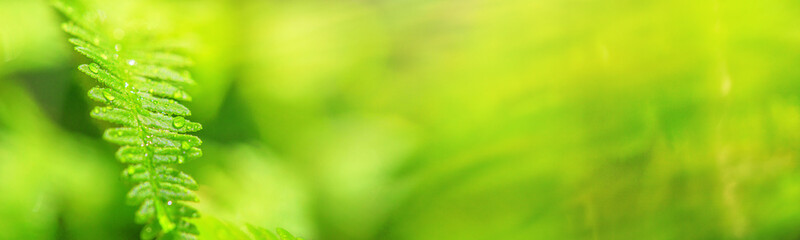 Green fern leaf with dew in the morning spring forest, selective focus. Horizontal blurred banner with copy space for text