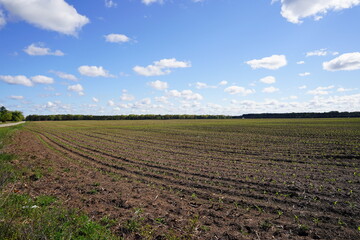 Fototapeta na wymiar Corn crop sprouts growing on an open farm field