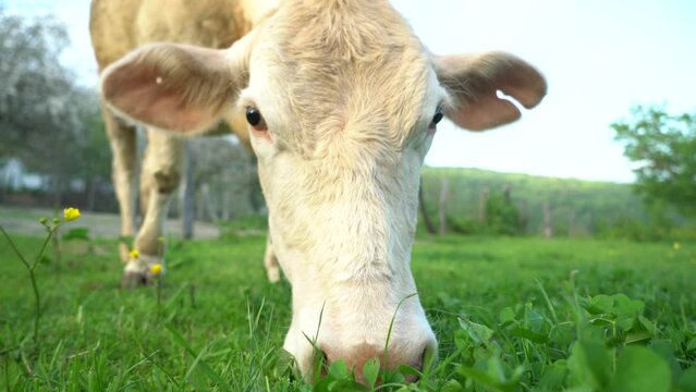 dairy and beef cows grazing on pasture. images of simmental and charolais cows eating grass