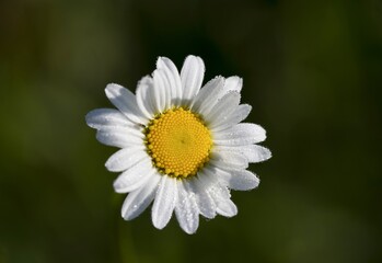 Fototapeta premium Daisy with morning dew in the meadow.