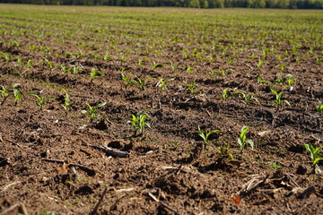 Corn crop sprouts growing on an open farm field