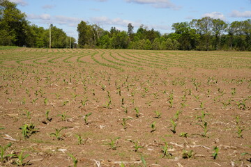 Corn crop sprouts growing on an open farm field