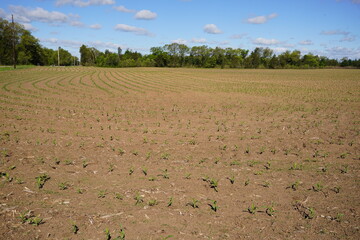 Corn crop sprouts growing on an open farm field