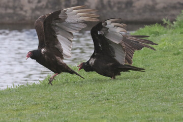 Turkey vulture relaxing on grass then taking off and flying and fighting with other turkey