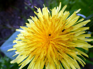 Löwenzahnblüte mit Ameisen