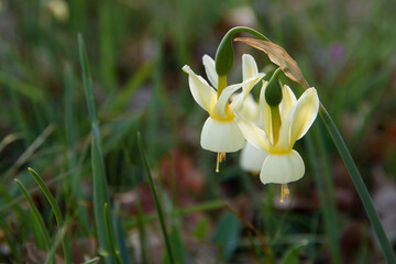 Wild Daffodils and pendulous flowers bell shaped plant  Narcissus triandrus subspecies pallidulus