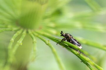 Valgus hemipterus - Scarab beetle - Cétoine punaise - Cétoine à tarière