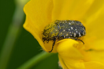 Oxythyrea funesta - White-spotted Rose Beetle - Cétoine grise - Drap mortuaire