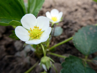 Erdbeerblüte