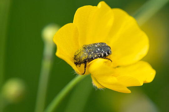 Oxythyrea funesta - White-spotted Rose Beetle - C&eacute;toine grise - Drap mortuaire