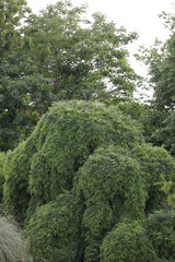 Obraz premium Sophora 