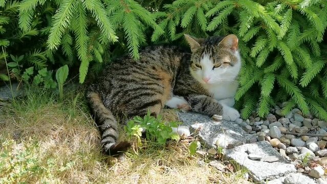Kotek odpoczywający pod choinką w ogrodzie. Wreszcie trochę cienia. Film nakręcony 21 maja 2022 roku. 