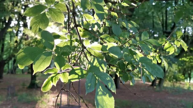 Młode drzewko w parku. W blasku słońca. Film nakręcony 21 maja 2022 roku. 