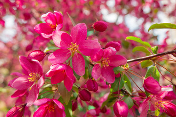 pink flowers of apple tree wonderful malus spektrablis macro