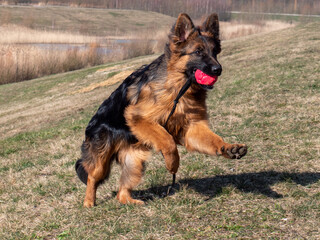 junger Schäferhund springt mit pinkfarbenem Ball in der Schnauze
