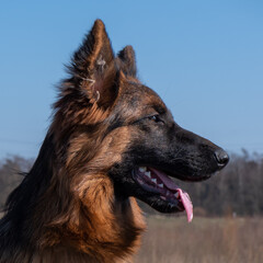 Portrait eines Langstockhaar Schäferhundes, Seitenansicht