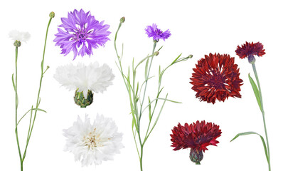 three colors cornflowers group on white