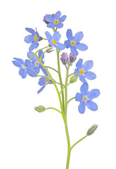 lush light blue forget-me-not flower branch