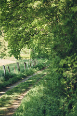 Small path through green nature. High quality photo