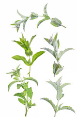 green fresh peppermint five branches