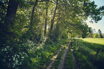 Fototapeta na wymiar sunny path through green nature in northern Germany. High quality photo