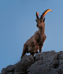 Alpine ibex in the mountains in the morning