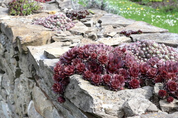 Sempervivum growing on a stone wall. Flowering plants in the family Crassulaceae, also called as houseleeks. Plant growing on a stone.