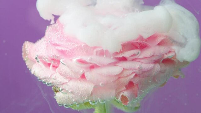Macro photography of a pink rose with green stem with white inks spreading underwater in slow motion. Stock footage. Blooming flower bud covered by small bubbles.