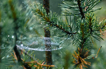 rain and web on the trees