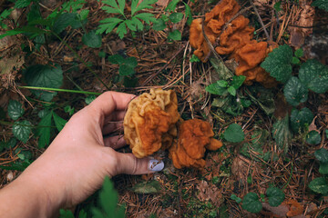 A closeup shot of a gyromitra gigas mushroom in a female hand by spring day. A mushroom picker is holding a cap
