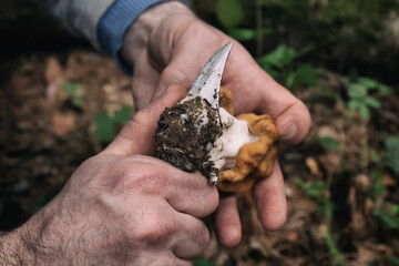 A closeup shot of a gyromitra gigas mushroom and a knife in male hands by spring day. A mushroom picker is cutting a dirty stem