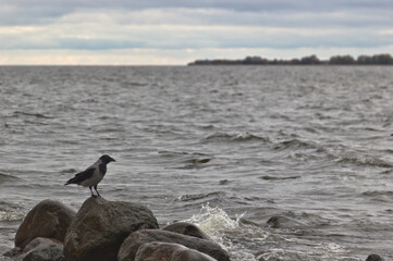 crow on the beach