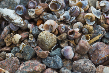 shells background