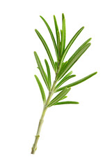 One branch of rosemary isolated on white background.