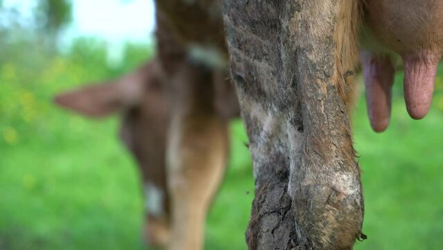 dairy and beef cows grazing on pasture. images of simmental and charolais cows eating grass