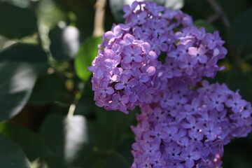 Branch of lilac flowers with the leaves