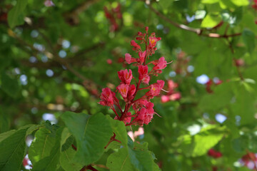 Red Chestnut, Aesculus carnea, Hybrid Aesculus hippocastanum
