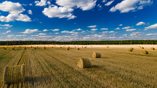 Sheaves of wheat on a picturesque field under a blue sky during the harvest
