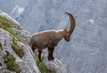 Alpine ibex in the mountains in the morning