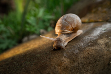 A snail in the woods after the rain. Family Vacation Walk Weekend