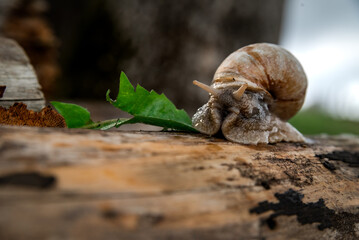 A snail in the woods after the rain. Family Vacation Walk Weekend