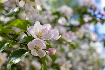 Naklejka na ściany i meble Close up of blooming apple tree