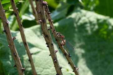 Ischnura elegans - Blue-tailed damselfly - Ischnure élégante