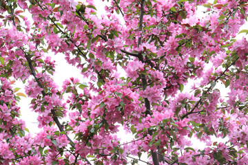 Branches of the Apple tree covered by delicate pink flowers