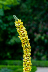 flower in the garden