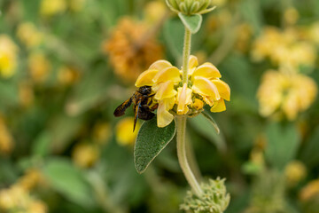 bee on flower