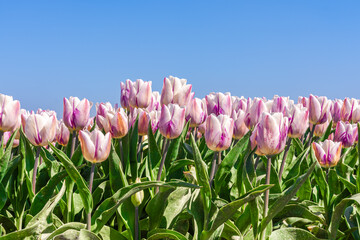 Beautiful pink tulips in field against a clear blue sky