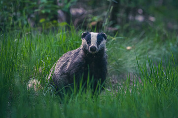 Europäischer Dachs im Unterholz © Marco